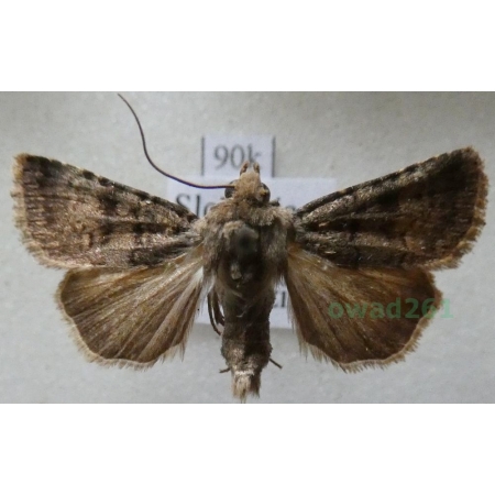 Chersotis fimbriola (Esper, 1803) Slovakia90k